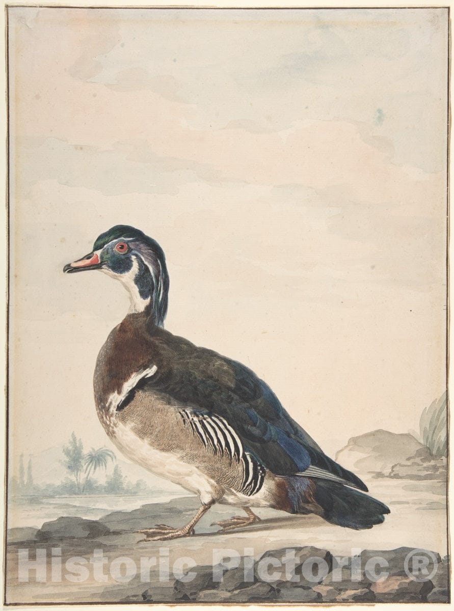 Art Print : Aert Schouman - A Duck : Vintage Wall Art