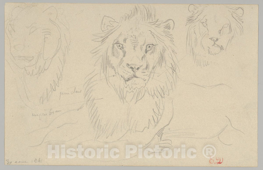 Art Print : Eugène Delacroix - A Lion, Full Face, August 30, 1841 : Vintage Wall Art