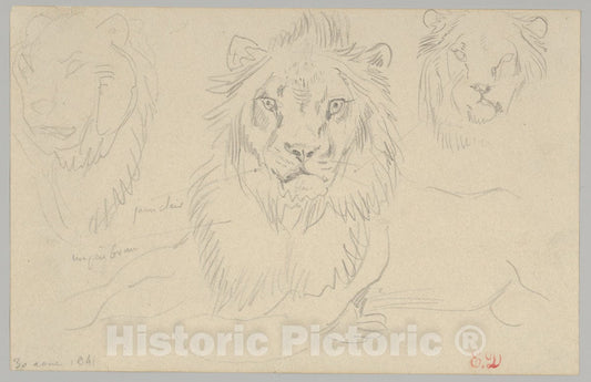 Art Print : Eugène Delacroix - A Lion, Full Face, August 30, 1841 : Vintage Wall Art