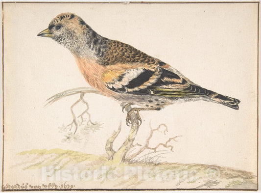 Art Print : Gerardus Van Veen - Bramling (Fringilla Montifringilla) : Vintage Wall Art