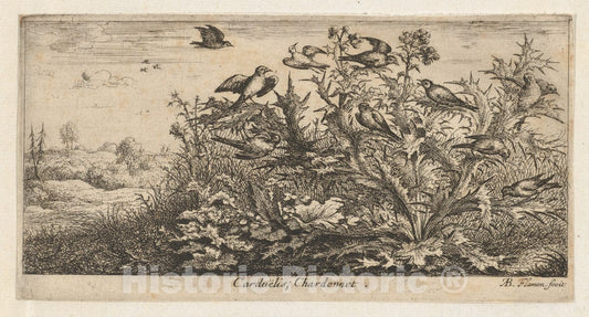 Art Print : Albert Flamen - Carduëlis, Chardonnet (The Goldfinch): Livre d'Oyseaux (Book of Birds) : Vintage Wall Art