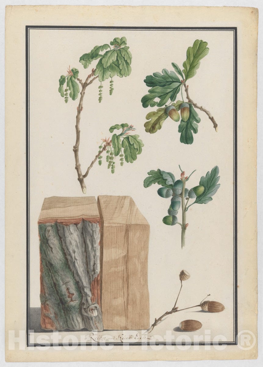 Art Print : Ludwig Pfleger - Studies of The Blossoms, Fruits and Trunk of an English Oak (Quercus robur) : Vintage Wall Art