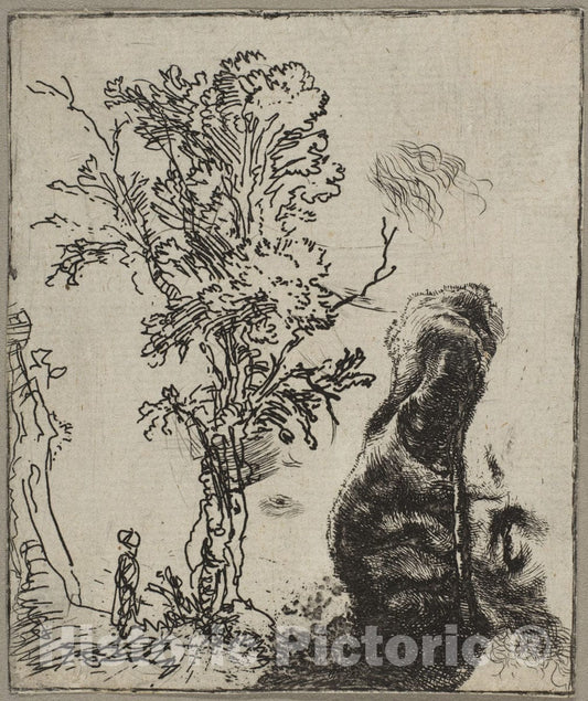 Art Print : Rembrandt (Rembrandt Van Rijn) - Sheet with Two Studies: A Tree and The Upper Part of a Head of Rembrandt Wearing a Velvet Cap : Vintage Wall Art