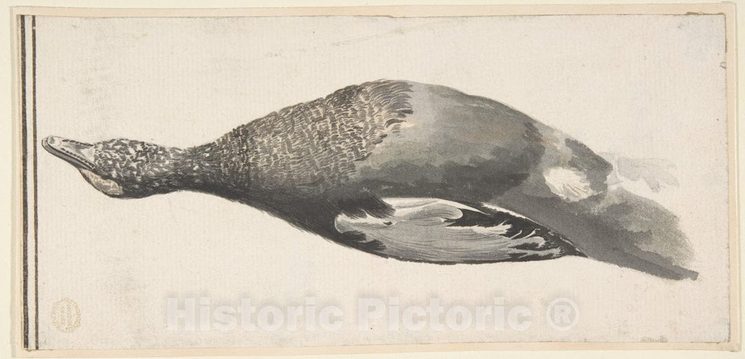 Art Print : Count Giorgio Durante (Duranti) - Dead Duck : Vintage Wall Art