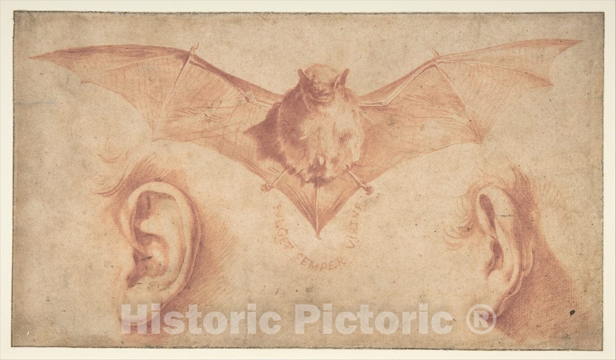 Art Print : Jusepe de Ribera (Called Lo Spagnoletto) - Studies of Two Ears and of a Bat. Below, The Motto: FULGET Semper Virtus : Vintage Wall Art