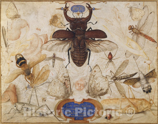 Art Print : Joris Hoefnagel - Insects and The Head of a Wind God : Vintage Wall Art
