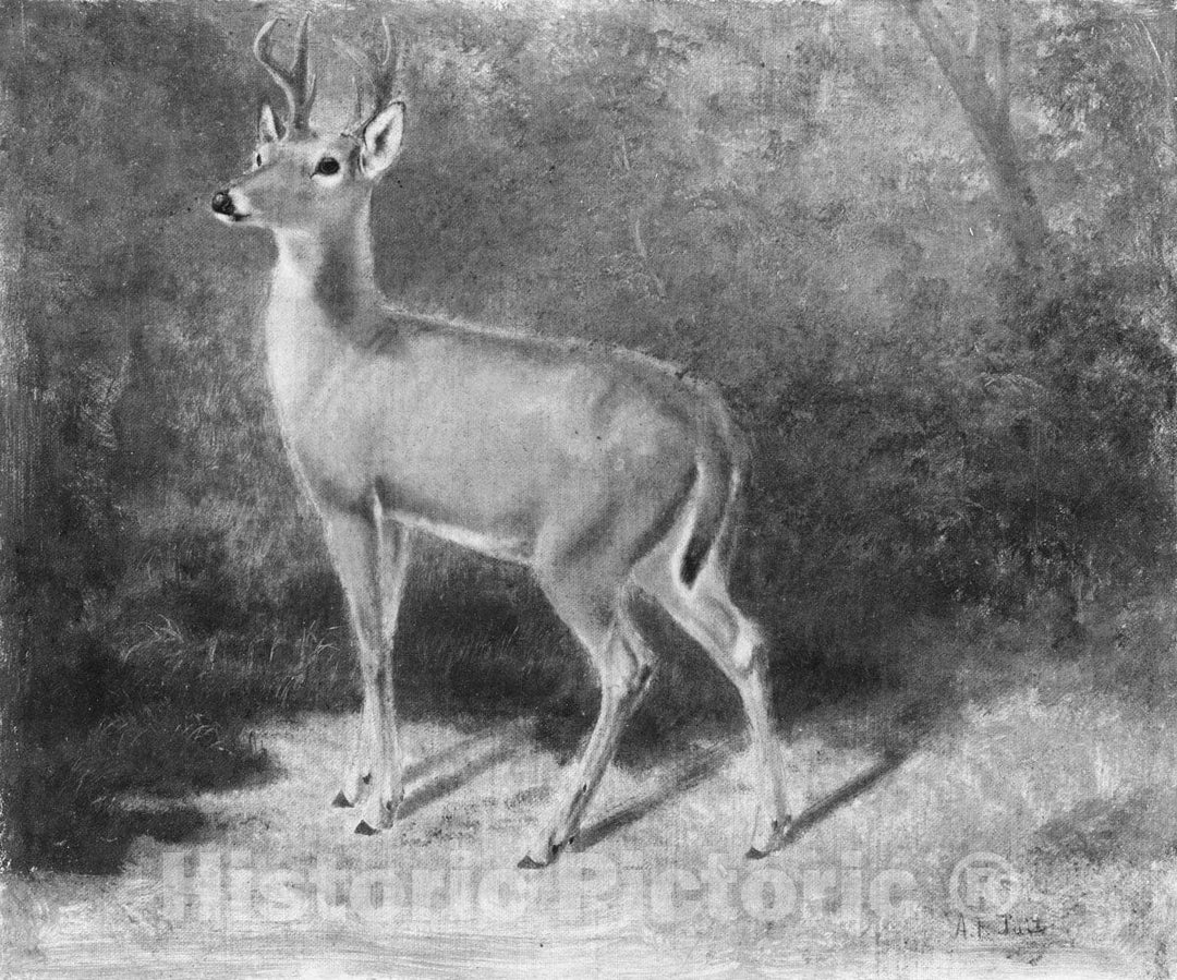 Art Print : Arthur Fitzwilliam Tait - Deer—Sketch from Nature : Vintage Wall Art