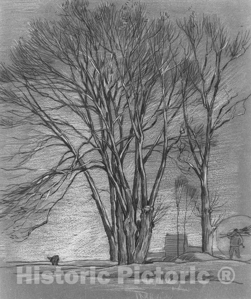 Art Print : Alexander Shilling - Trees : Vintage Wall Art