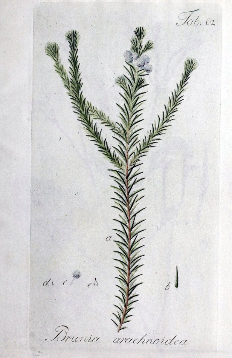 Collectio plantarum tam exoticarum, quam indigenarum, cum delineatione, descriptione cul | Botany | Vintage Print Reproduction 446598