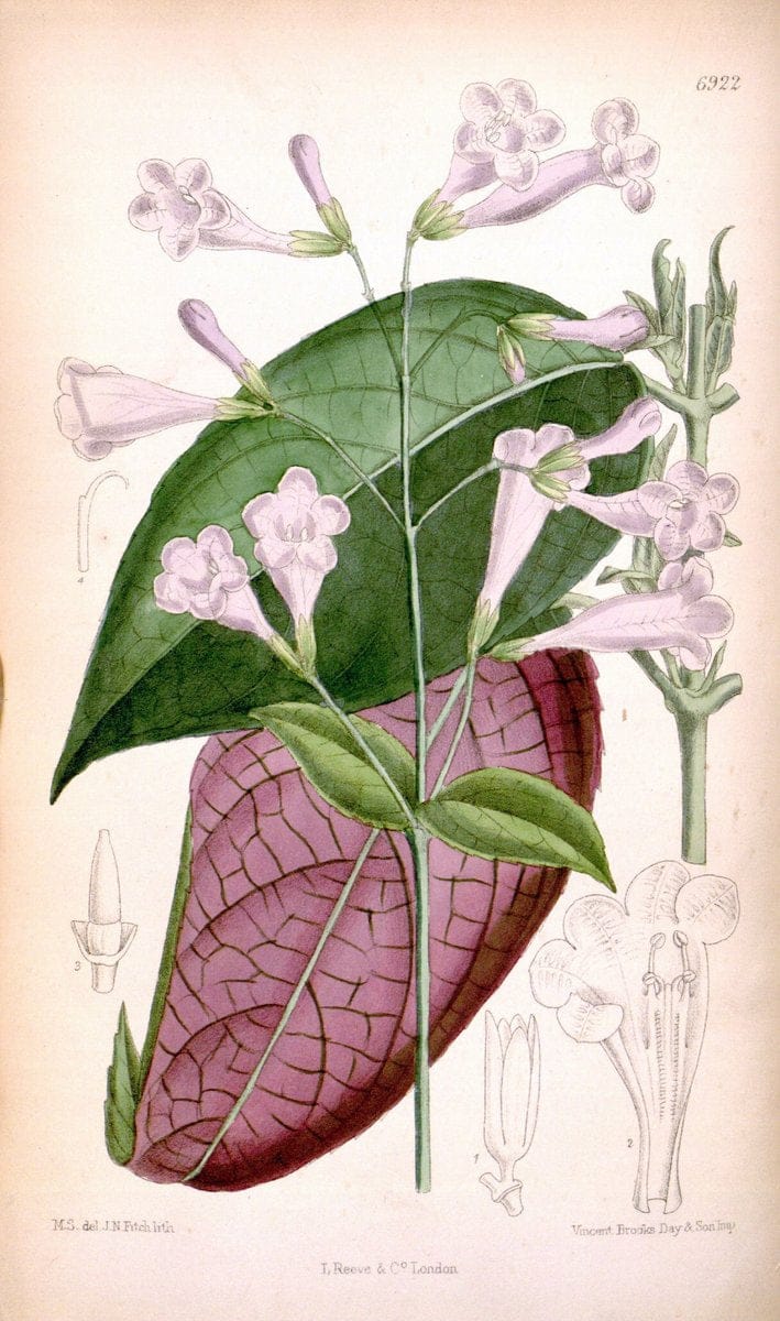 Curtis's botanical magazine. London ; New York [etc.] :Academic Press [etc.]. | "Botanical illustration" Botany Periodicals "Pictorial works" "Plants, Ornamental"  | Vintage Print Reproduction 446602