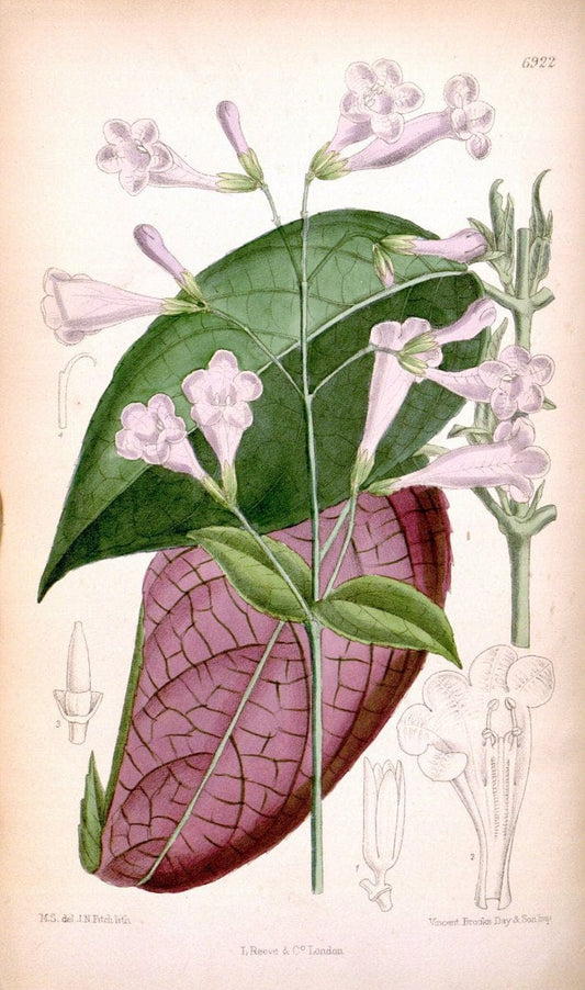 Curtis's botanical magazine. London ; New York [etc.] :Academic Press [etc.]. | "Botanical illustration" Botany Periodicals "Pictorial works" "Plants, Ornamental"  | Vintage Print Reproduction 446602