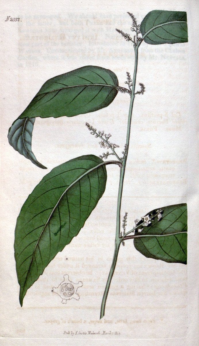 Curtis's botanical magazine. London ; New York [etc.] :Academic Press [etc.]. | "Botanical illustration" Botany Periodicals "Pictorial works" "Plants, Ornamental"  | Vintage Print Reproduction 446607