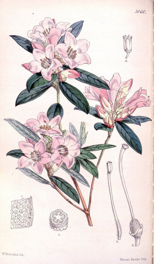 Curtis's botanical magazine. London ; New York [etc.] :Academic Press [etc.]. | "Botanical illustration" Botany Periodicals "Pictorial works" "Plants, Ornamental"  | Vintage Print Reproduction 446611