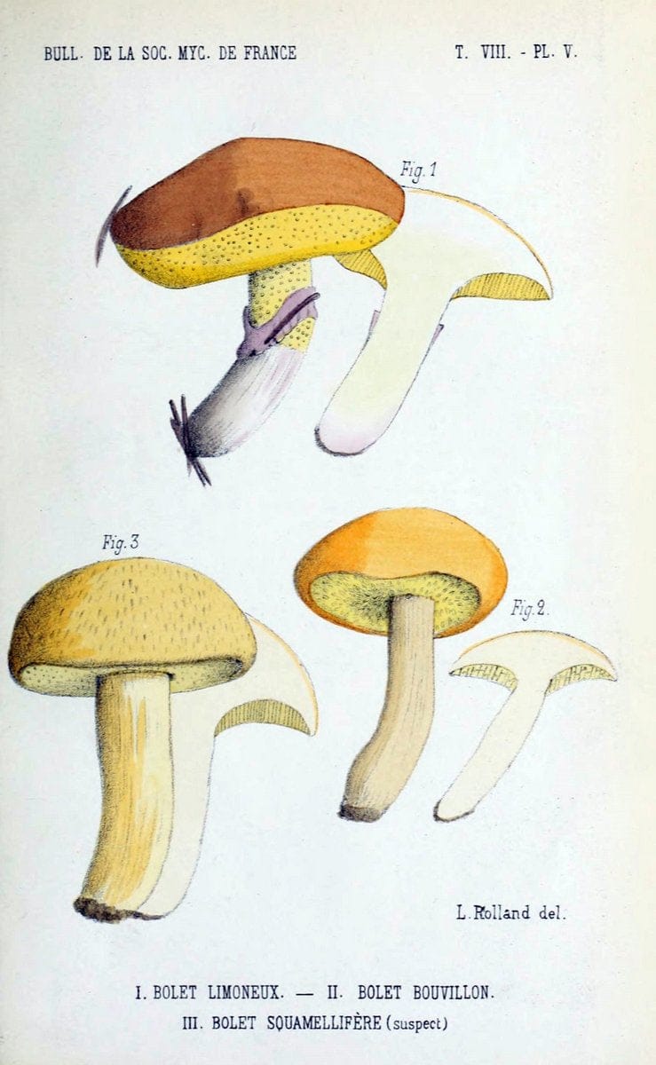 Bulletin de la SociÃ©tÃ© mycologique de France.Epinal :La SociÃ©tÃ©,1885-1903.  | France Fungi Mycology Periodicals | Vintage Print Reproduction 446625