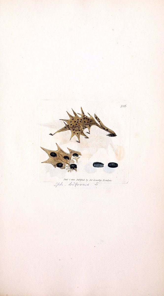 Coloured figures of English fungi or mushrooms. London,Printed by J. Davis,1797-[1809]. | England Mushrooms  | Vintage Print Reproduction 446627