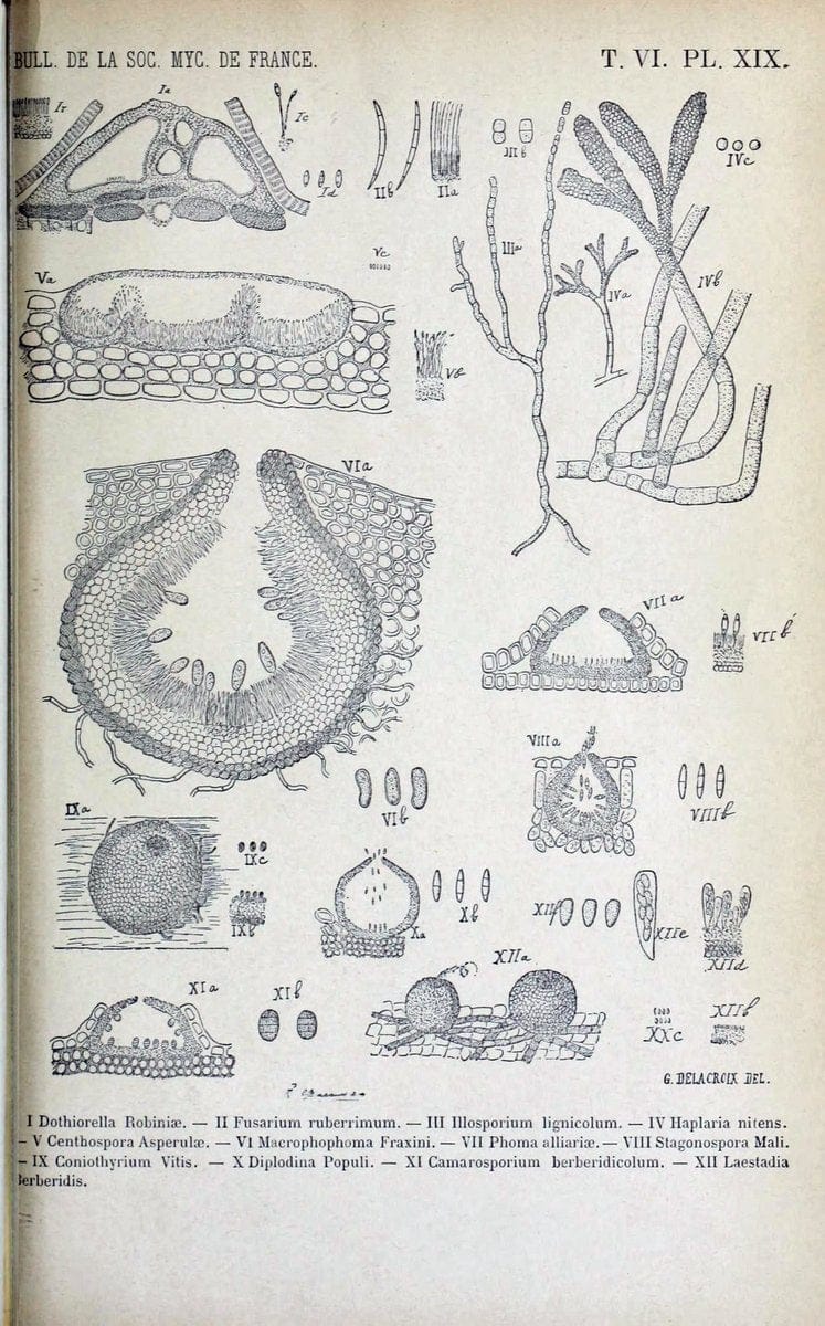 Bulletin de la SociÃ©tÃ© mycologique de France.Epinal :La SociÃ©tÃ©,1885-1903.  | France Fungi Mycology Periodicals | Vintage Print Reproduction 446656