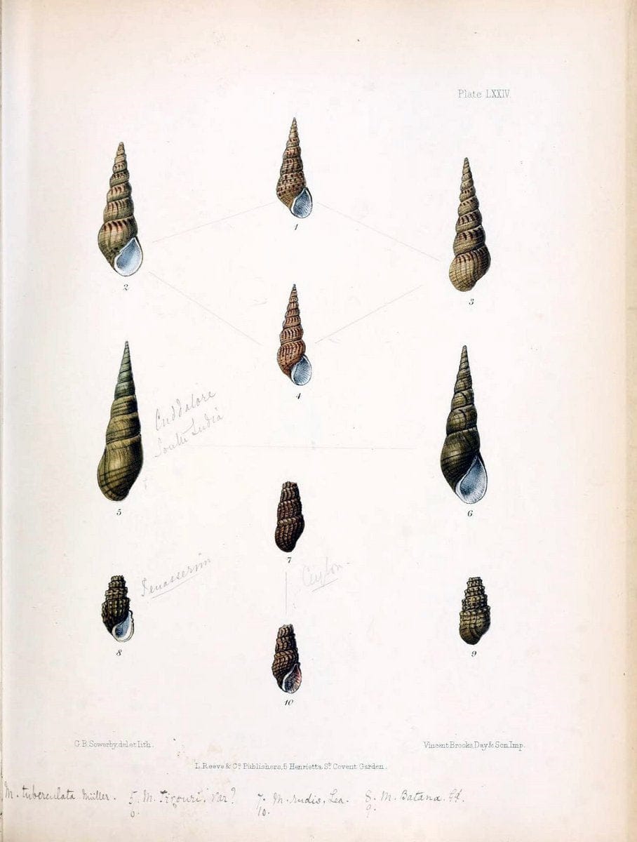 Conchologia indica,.London,1870-1876.. |  | Vintage Print Reproduction 446664