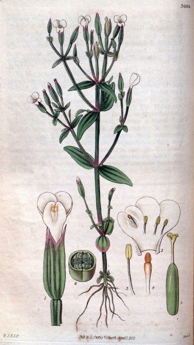 Curtis's botanical magazine..London ;New York [etc.] :Academic Press [etc.]. |  | Vintage Print Reproduction 446684