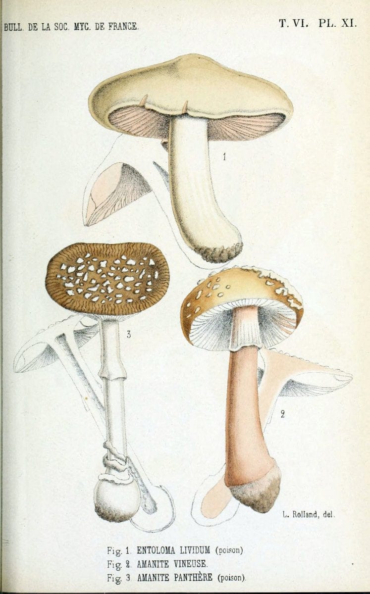 Bulletin de la SociÃ©tÃ© mycologique de France.Epinal :La SociÃ©tÃ©,1885-1903.  | France Fungi Mycology Periodicals | Vintage Print Reproduction 446690
