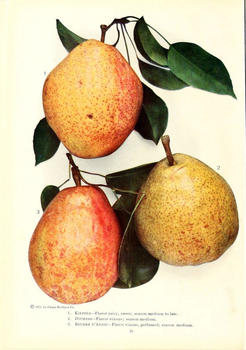 Chase fruit and flowers in natural colorsRochester, N.Y.,Chase brothers company[c1922] | Vintage Print Reproduction 446692