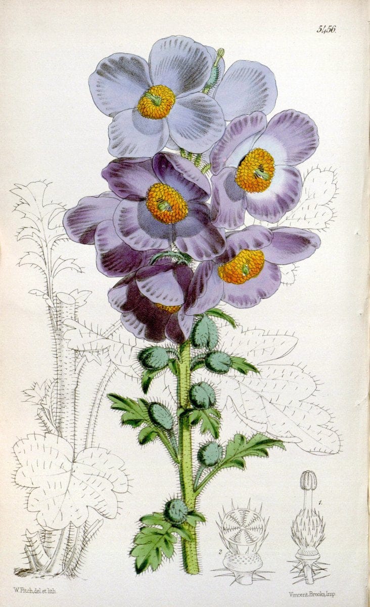 Curtis's botanical magazine..London ;New York [etc.] :Academic Press [etc.]. |  | Vintage Print Reproduction 446712