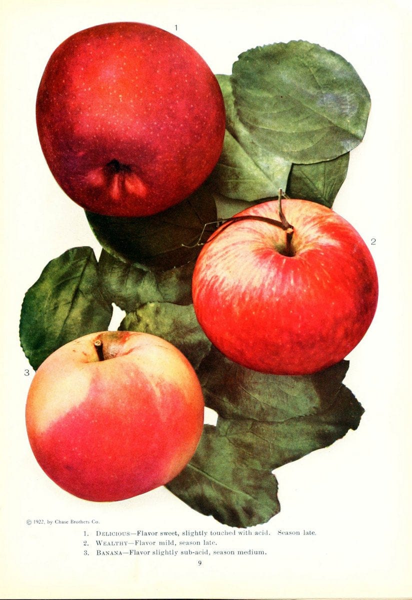 Chase fruit and flowers in natural colorsRochester, N.Y.,Chase brothers company[c1922] | Vintage Print Reproduction 446718
