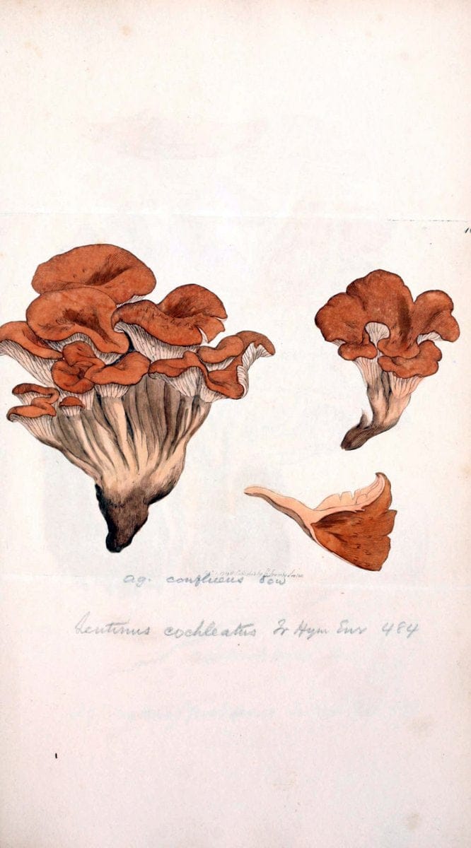 Coloured figures of English fungi or mushrooms. London,Printed by J. Davis,1797-[1809]. | England Mushrooms  | Vintage Print Reproduction 446720