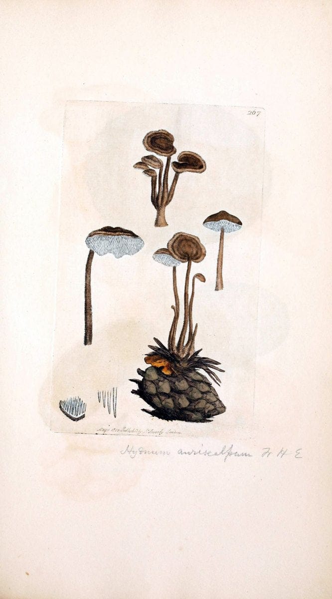 Coloured figures of English fungi or mushrooms. London,Printed by J. Davis,1797-[1809]. | England Mushrooms  | Vintage Print Reproduction 446721