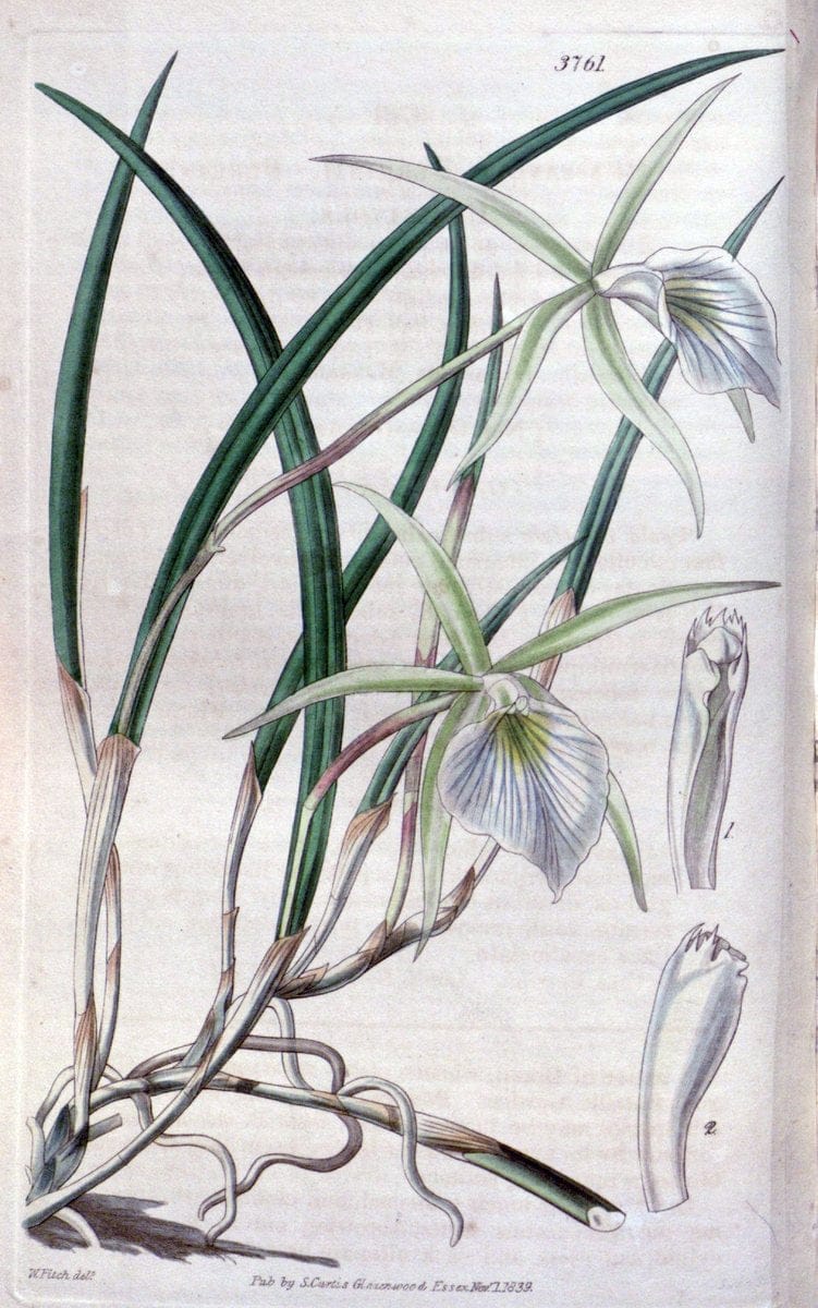 Curtis's botanical magazine..London ;New York [etc.] :Academic Press [etc.]. |  | Vintage Print Reproduction 446736
