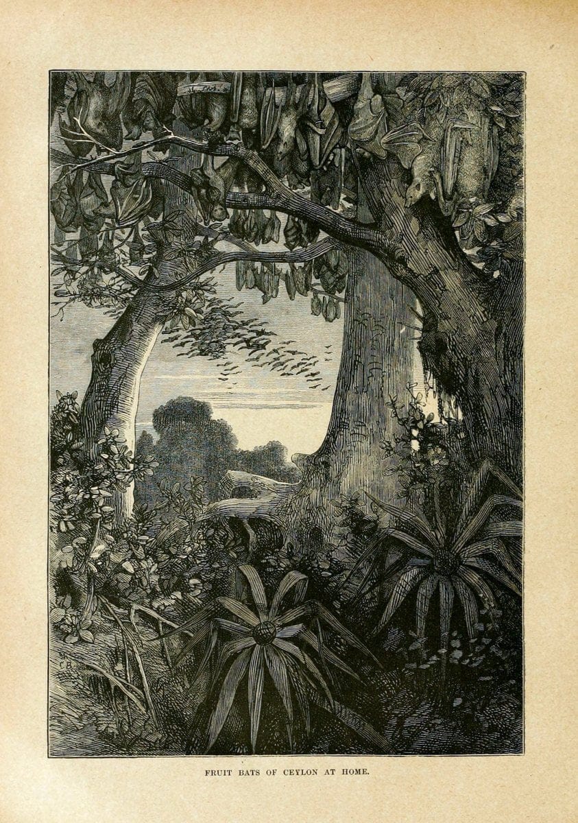 Cassell's natural history. London [etc]Cassell & Company, Limited,1896.  | "Animal behavior" Animals Nomenclature  | Vintage Print Reproduction 446742