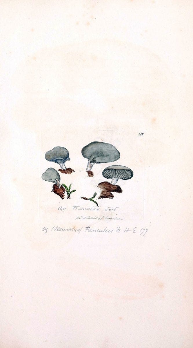 Coloured figures of English fungi or mushrooms. London,Printed by J. Davis,1797-[1809]. | England Mushrooms  | Vintage Print Reproduction 446746