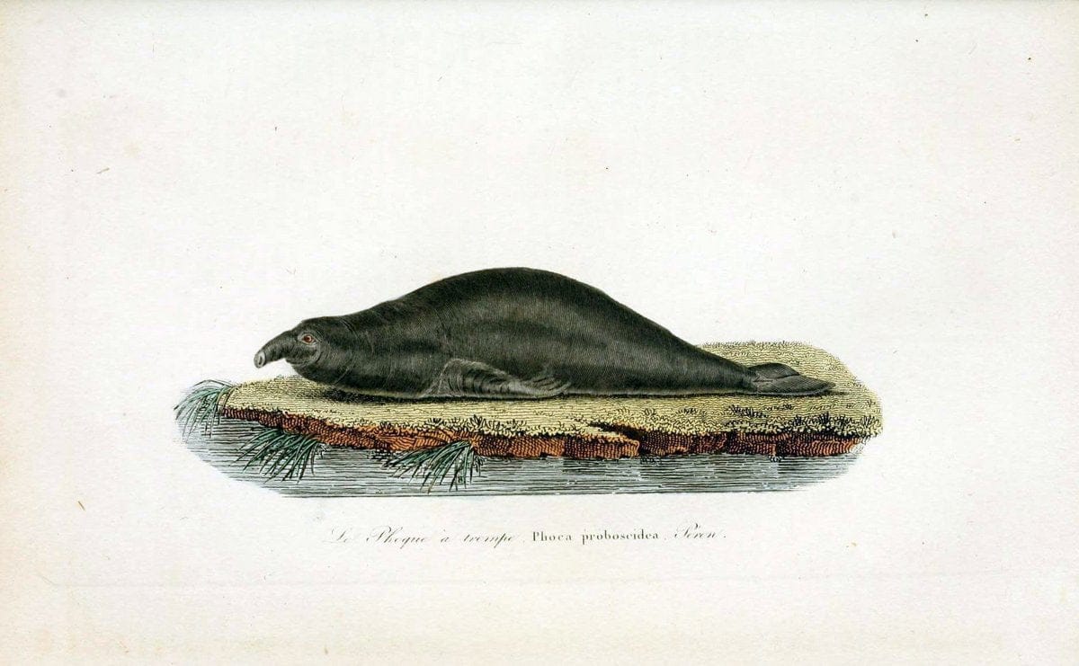 ComplÃ©ments de Buffon. t.1.Paris :P. Pourrat FrÃ¨res,1838. | Anthropology Birds Mammals SIL | Vintage Print Reproduction 446749