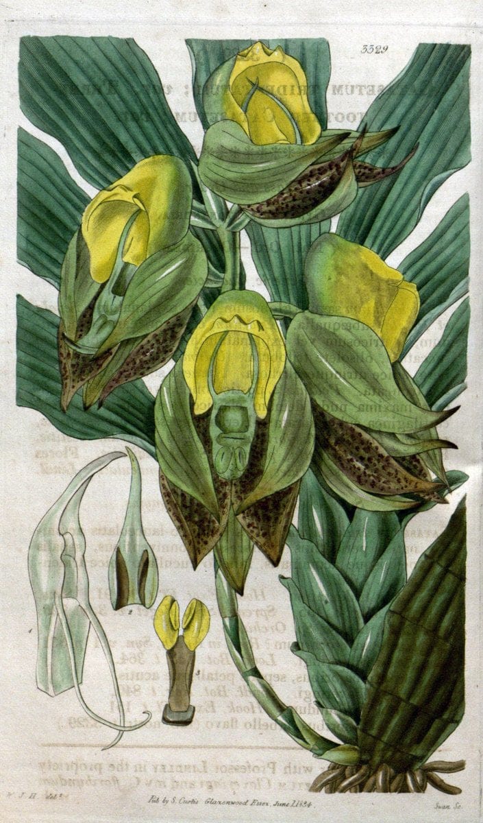 Curtis's botanical magazine..London ;New York [etc.] :Academic Press [etc.]. |  | Vintage Print Reproduction 446768