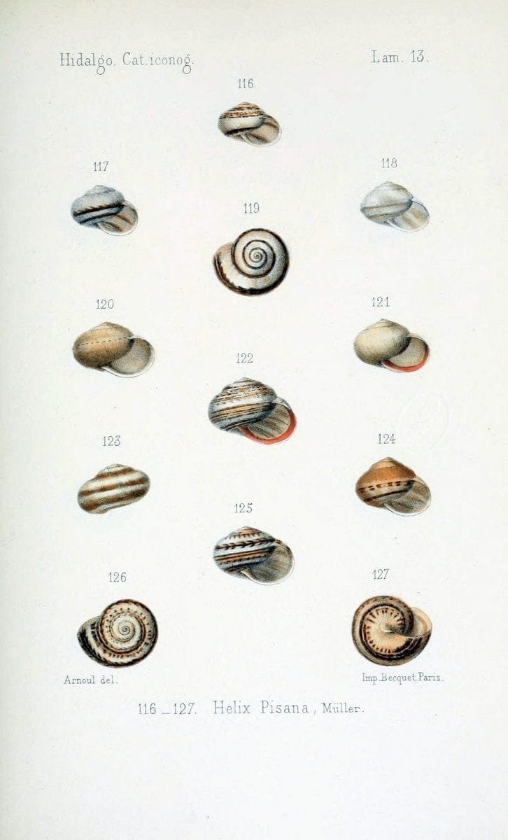 Catalogo iconografico y descriptivo de los moluscos terrestres de EspaÃ Â±a, Portugal y la | "Balearic Islands" Mollusks Portugal Spain  | Vintage Print Reproduction 446777