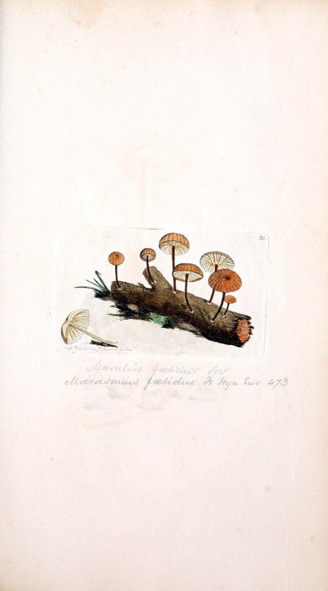 Coloured figures of English fungi or mushrooms. London,Printed by J. Davis,1797-[1809]. | England Mushrooms  | Vintage Print Reproduction 446780