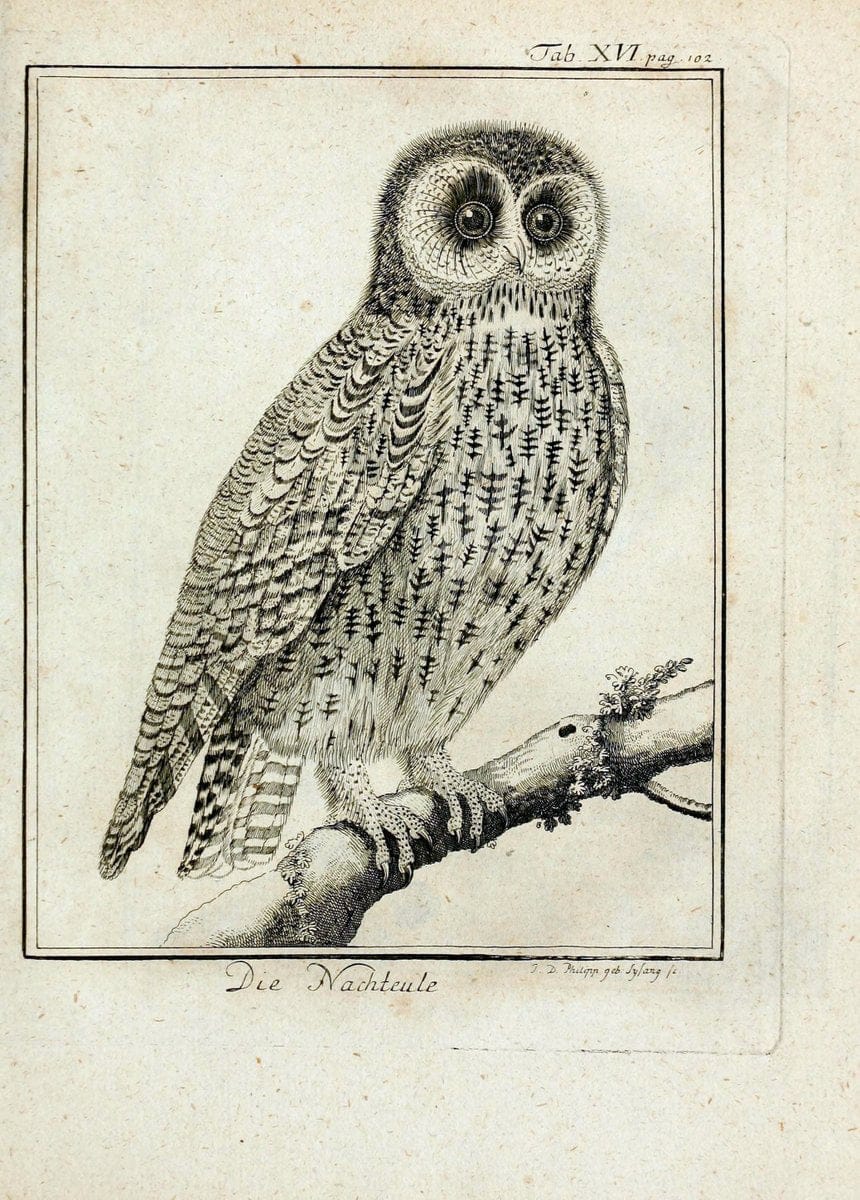 BÃ¼ffons Naturgeschichte der VÃ¶gel :.Leipzig :bey Hermann Heinrich Holle,1775-1782.. |  | Vintage Print Reproduction 446819