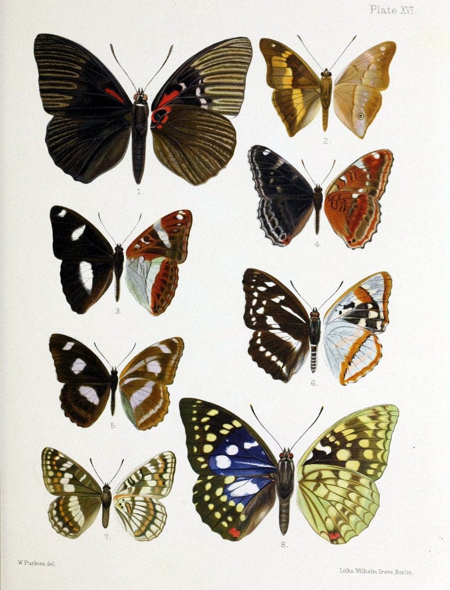 Butterflies from China, Japan, and Corea. London,R.H. Porter,1892-94.  | Butterflies China Japan Korea  | Vintage Print Reproduction 446820