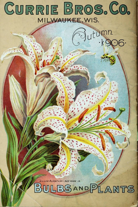Bulbs and plants :.Milwaukee, Wis. :Currie Bros.,1908.  | Vintage Print Reproduction 446822