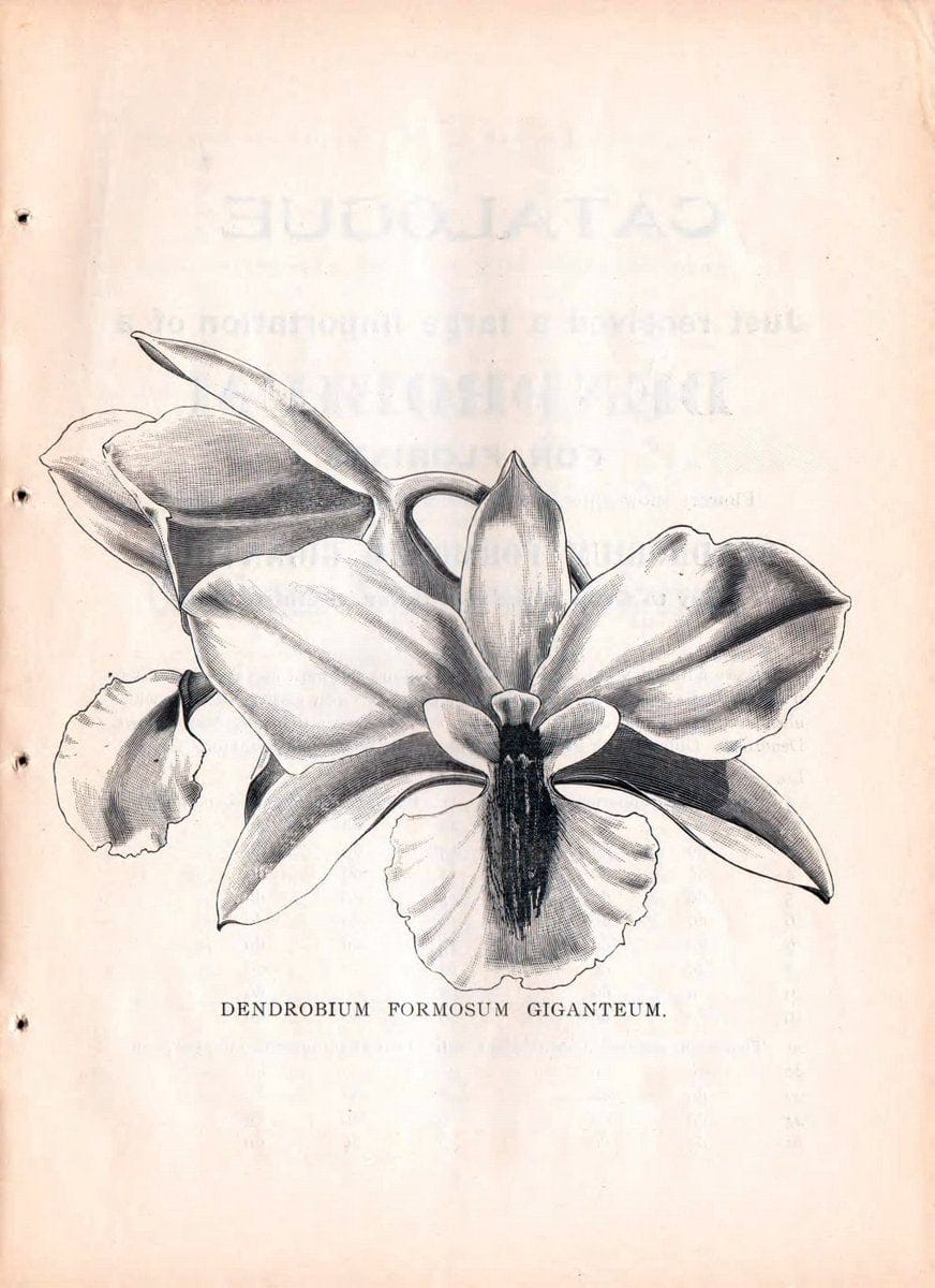 Descriptive catalogue of flowering, ornamental trees, shrubs, bulbs, herbs, climbers, fruit trees, &c., &c., &c. /.Yokohama, Japan :Yokohama Nursery Co.  | Vintage Print Reproduction 446823
