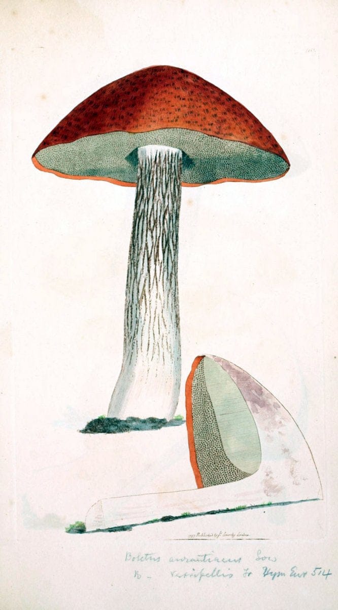 Coloured figures of English fungi or mushrooms. London,Printed by J. Davis,1797-[1809]. | England Mushrooms  | Vintage Print Reproduction 446825