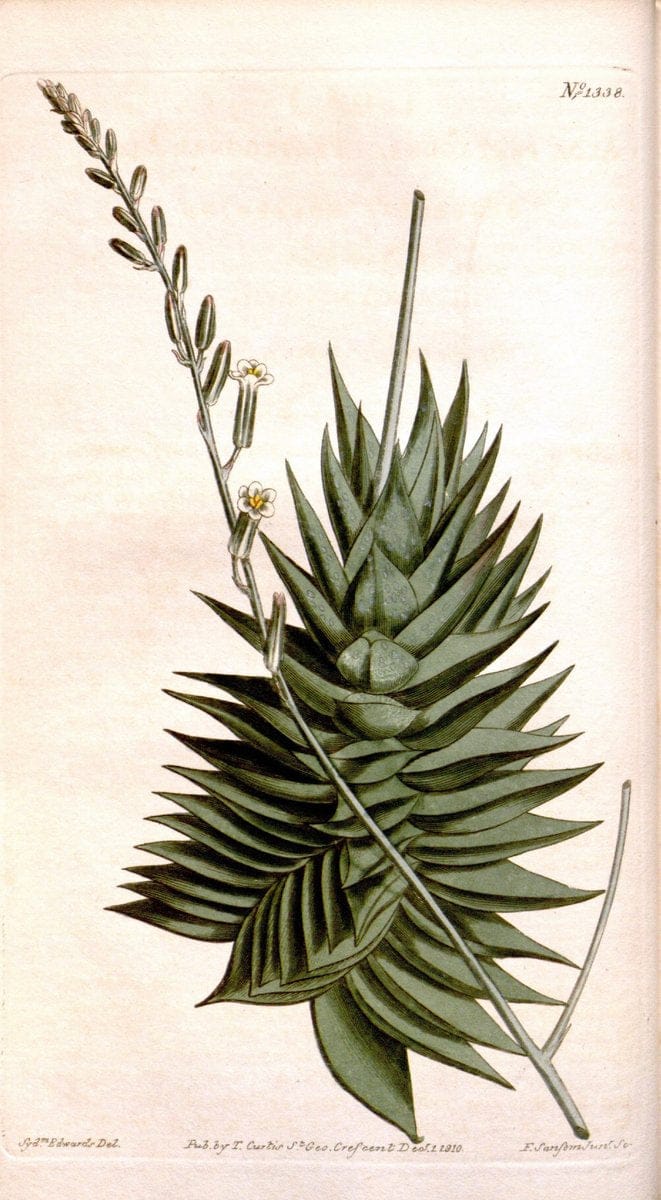 Curtis's botanical magazine. London ; New York [etc.] :Academic Press [etc.]. | "Botanical illustration" Botany Periodicals "Pictorial works" "Plants, Ornamental"  | Vintage Print Reproduction 446835