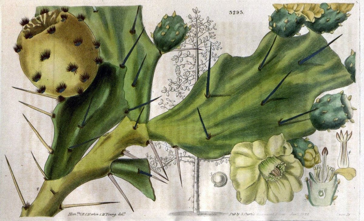 Curtis's botanical magazine..London ;New York [etc.] :Academic Press [etc.]. |  | Vintage Print Reproduction 446852