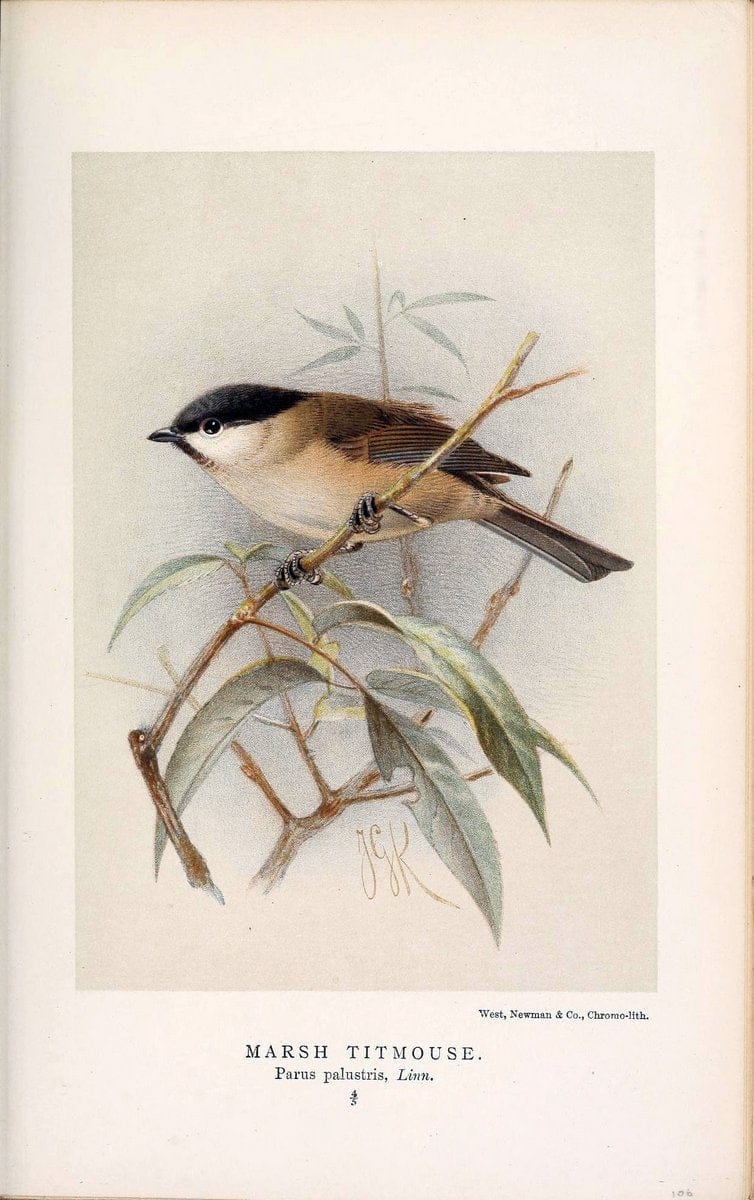 Coloured figures of the birds of the British Islands / issued by Lord Lilford. London :R | 59.82(42) Birds "Great Britain" "Pictorial works"  | Vintage Print Reproduction 446866