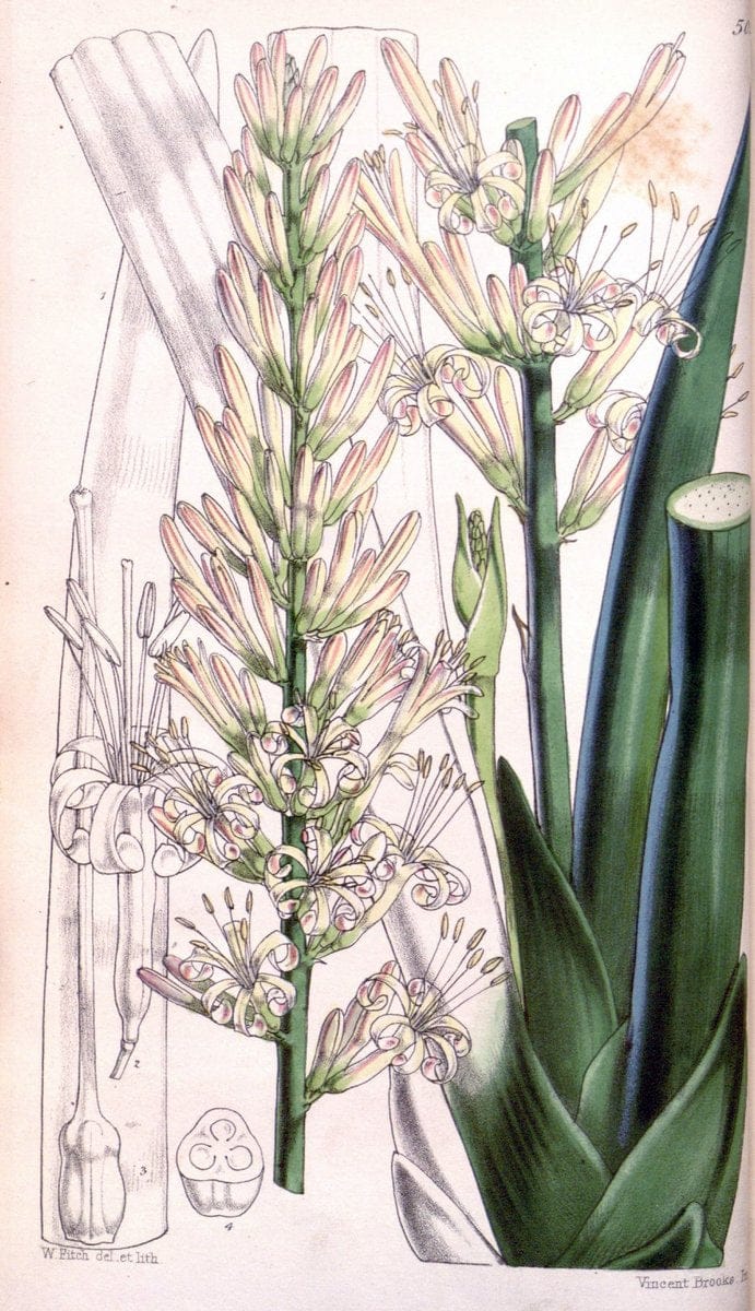Curtis's botanical magazine. London ; New York [etc.] :Academic Press [etc.]. | "Botanical illustration" Botany Periodicals "Pictorial works" "Plants, Ornamental"  | Vintage Print Reproduction 446869