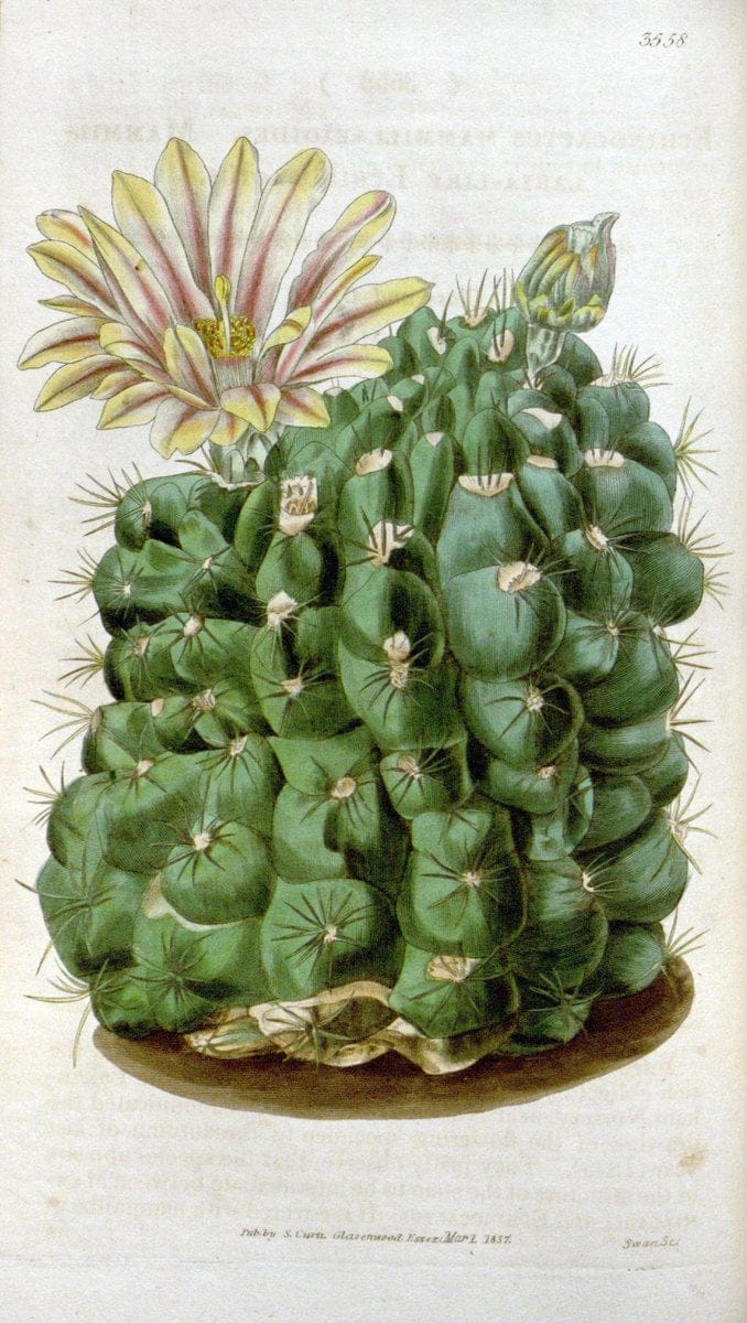 Curtis's botanical magazine. London ; New York [etc.] :Academic Press [etc.]. | "Botanical illustration" Botany Periodicals "Pictorial works" "Plants, Ornamental"  | Vintage Print Reproduction 446876