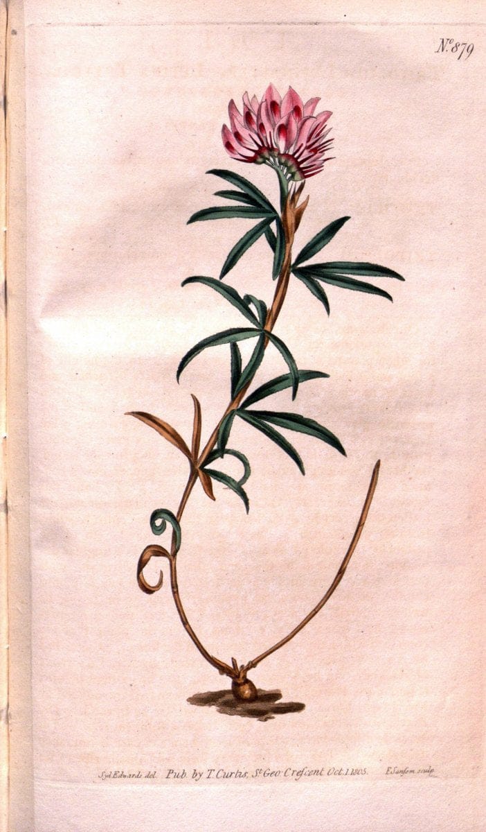 Curtis's botanical magazine. London ;New York [etc.] :Academic Press [etc.]. | Botany Periodicals "Pictorial works"  | Vintage Print Reproduction 446916