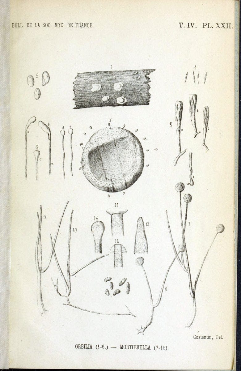 Bulletin de la SociÃ©tÃ© mycologique de France.Epinal :La SociÃ©tÃ©,1885-1903.  | France Fungi Mycology Periodicals | Vintage Print Reproduction 446919