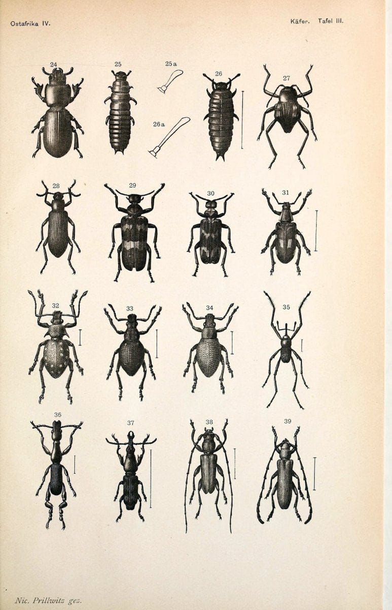 Coleopteren :.Berlin :D. Reimer,1897.  | Africa Beetles Classification "Field Museum Library" | Vintage Print Reproduction 446921