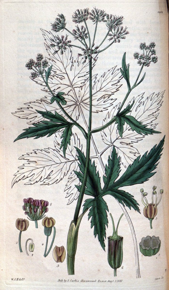 Curtis's botanical magazine..London ;New York [etc.] :Academic Press [etc.]. |  | Vintage Print Reproduction 446939