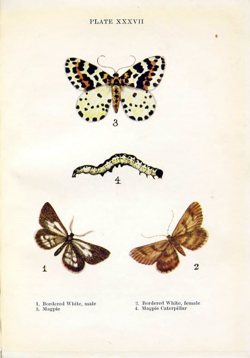 Butterflies and moths,.London & Edinburgh,T.C. & E.C. Jack[1910]. | Butterflies Moths "Cornell University Library" | Vintage Print Reproduction 446947